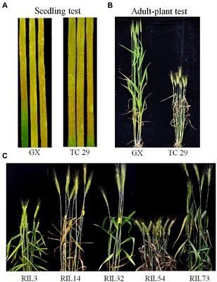 Molecular Mapping and Analysis of an Excellent Quantitative Trait Loci Conferring Adult-Plant Resistance to Stripe Rust in Chinese Wheat Landrace Gaoxianguangtoumai